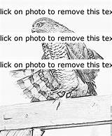 Sparrowhawk Coloring Designlooter Plumage 768px 02kb sketch template