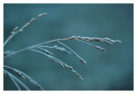 winter seed fs flickr