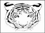 Tiger Coloring Pages Face Bengal Printable Outline Drawing Kids Animal Head Tigers Bestcoloringpagesforkids Cub Scout Cartoon Wild Cats Designlooter Getdrawings sketch template