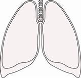 Lungs Lung Clipart Clip Template Clear Cliparts Transparent Clipground Coloring Surrealism Clker Sketch Pages Large Library Webstockreview Background sketch template