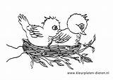 Vogel Nestje Dieren sketch template