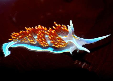 sea slugs beautiful aliens   deep  huffpost