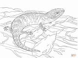 Coloring Skink Pages Blue Tongued Realistic Drawing Monitor Drawings Asian Water Juvenile Eastern Template 28kb 900px 1200 Printable sketch template
