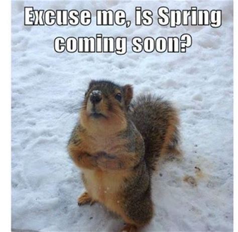 spring funny quotes  sayings quotesgram