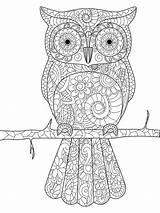 Hibou Uil Tak Volwassenen Adultes Branche Adulte Stockillustratie Paques Codé Faciles Anti Zentangle Vogel Zwart 123rf sketch template