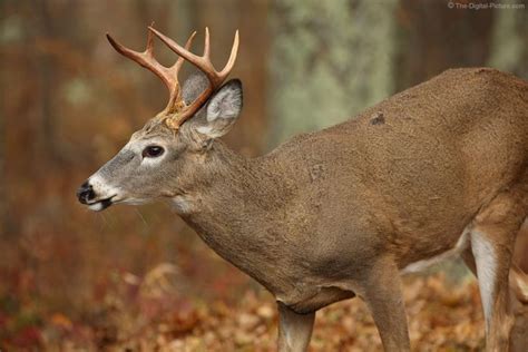 pin  whitetail deer