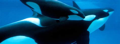 all about killer whales reproduction seaworld parks and entertainment