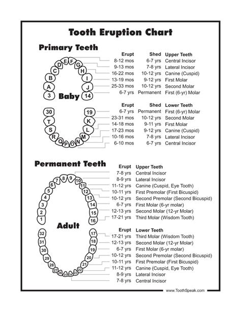 baby tooth chart   baby pinterest