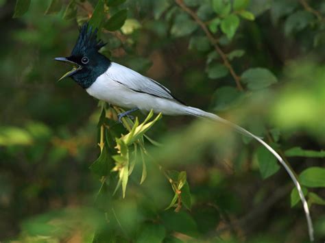 indian paradise flycatcher ebird