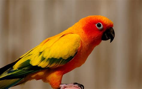 desktop wallpapers picture orange yellow parrot parrot