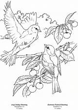 Coloring Pages Bird Dover Adult Color Publications Colouring Books Kids Para Birds Bunting Adults Printable Di Indigo Voor Welcome Pajaritos sketch template