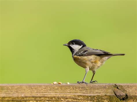 black and white birds in the uk identification guide bird fact