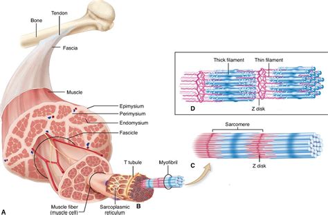 muscle cell labeled muscular system anatomy human anatomy  images