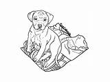 Staffordshire Terrior Puppy Lineart sketch template