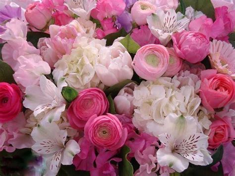 pink  white flowers