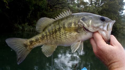 Restoring Guadalupe Bass After The Smallmouth Invasion Moldy Chum