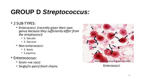 An Overview Of Streptococcal Infections