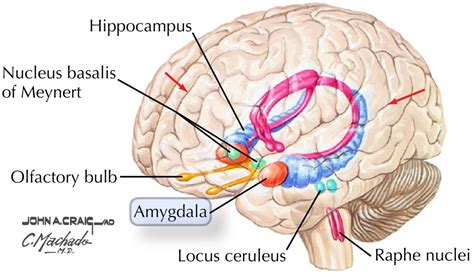 What Happens If Amygdala Is Damaged And It’s Link With