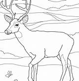Coloring Hog Pages Wild Hunting Getcolorings Getdrawings sketch template