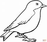 Canary Coloring Pages Bird Getcolorings Color Printable Print Birds sketch template