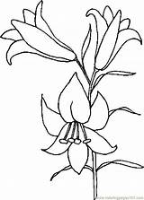 Lily Outline Coloring Comments Pages Flower sketch template