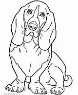Puppy Hound Basset sketch template