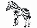 Zebra Coloring Pages Realistic Getcolorings sketch template