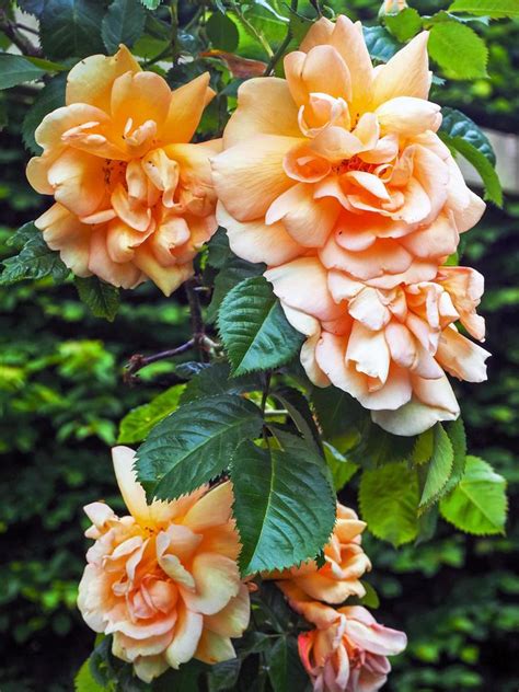 beautiful slightly wilted peach coloured climbing roses  stock