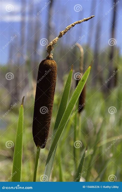 cat tail stock photo image  green brown nature cattail