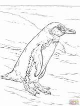 Adelie Antarctic Penguins sketch template