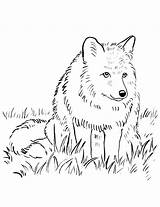 Coloring Pages Wolf Printable Realistic Fox Arctic Snowmobile Adult Getcolorings Getdrawings Color Colorings sketch template