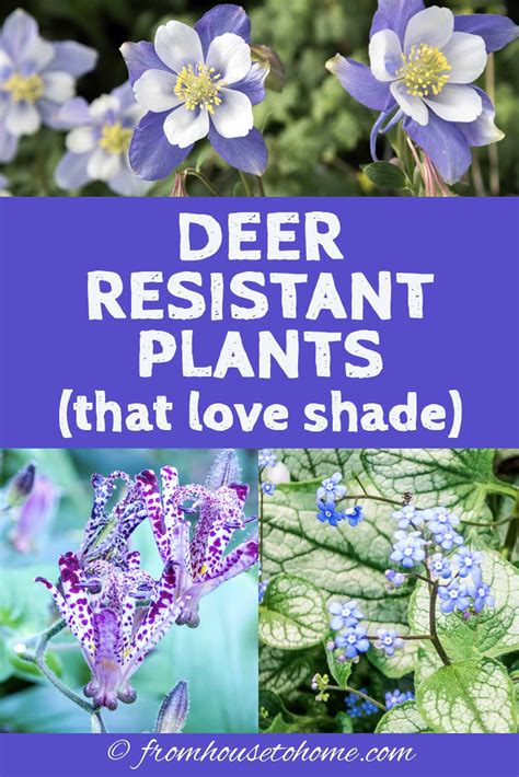 deer resistant evergreen plants artofit