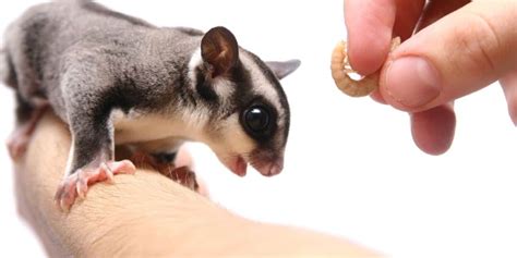 sugar gliders eat bread exotic pet place