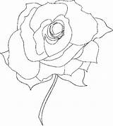 Coloring Pages Rose Roses Flower Derrick Getdrawings sketch template