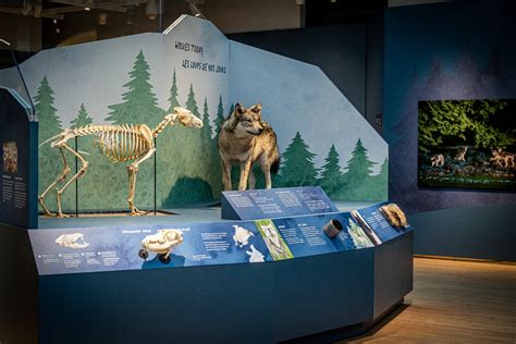 wolves exhibition opens   canadian museum  nature canadian