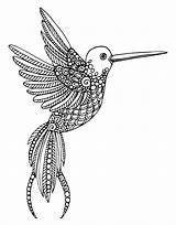 Hummingbird Doodles sketch template