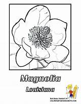 Coloring Magnolia Louisiana Flower Getdrawings Getcolorings Pages sketch template