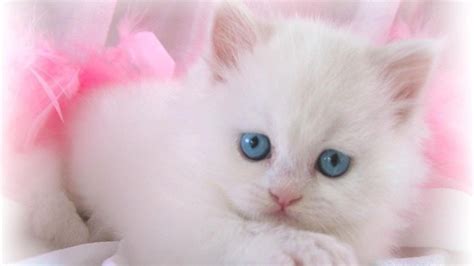 white cat wallpaper blue eyes white cat wallpaper