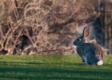 rabbitears  tommy john flickr