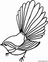 Fantail Coloring Pages Easy sketch template