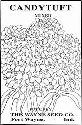 Seed Flower Packets Coloring Vintage Pages Doverpublications Choose Board Samples sketch template