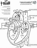 Coloring Anatomy Circulatory Getcolorings sketch template