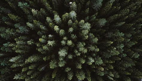 hd wallpaper landscape drone forest aerial view wallpaper flare