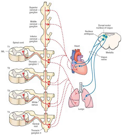 autonomic nervous system integrative systems part