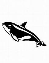 Whale Cartoon Coloring Pages Clipart Killer Cliparts Clip Orca Printable Colouring Whales Willy Library Kids Web sketch template