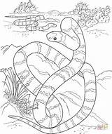 Coloring Desert Pages Snake Printable Tiger Long Big Animals Snakes Print Desierto Color Kids El Serpiente Drawing Realistic Drawings Reptiles sketch template