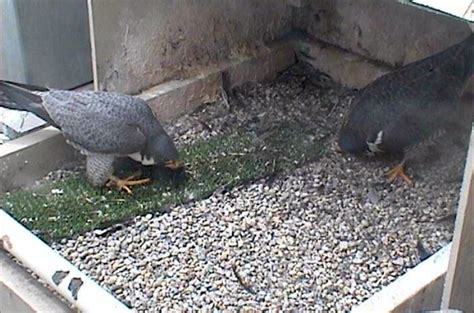 peregrines don t mess around outside my window