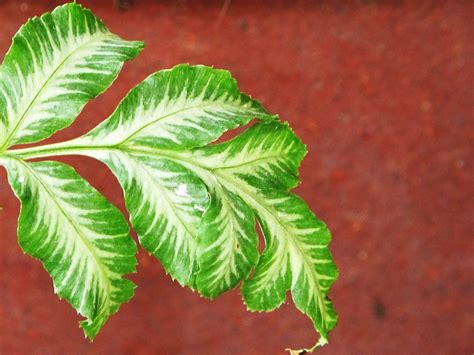 Img 2131 Fern Leaf Bakeling Flickr