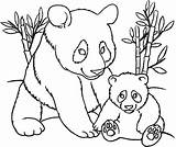 Panda Coloring Pages Kids Pandas Printable Sheets Baby Bear Bamboo Print sketch template