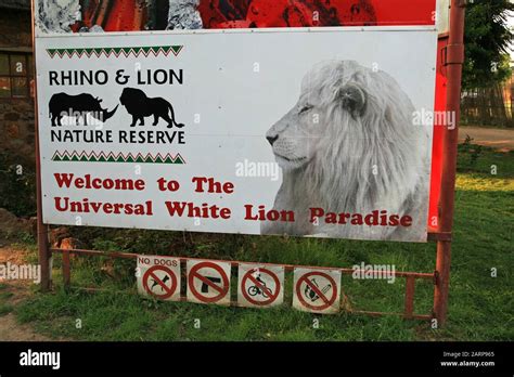 sign  front   universal white lion paradise   lion